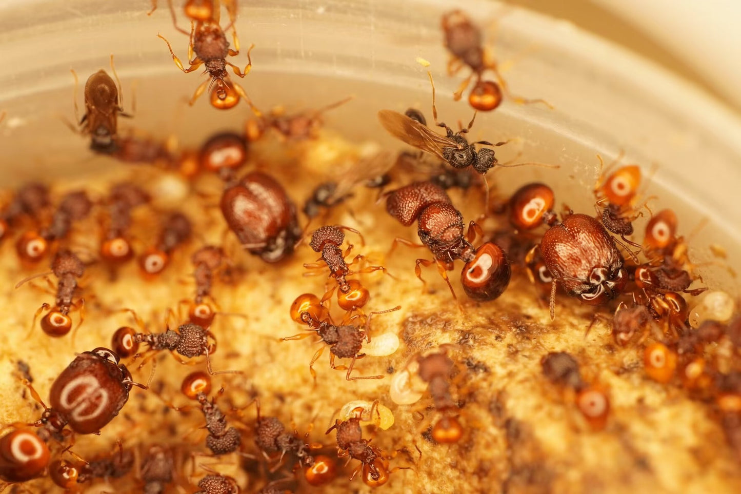 Acanthomyrmex glabfemoralis (光腿背刺蚁)