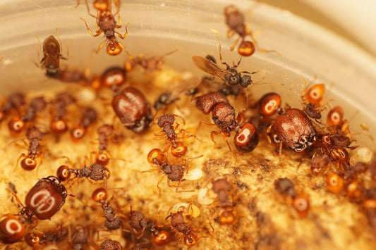Acanthomyrmex glabfemoralis (光腿背刺蚁)