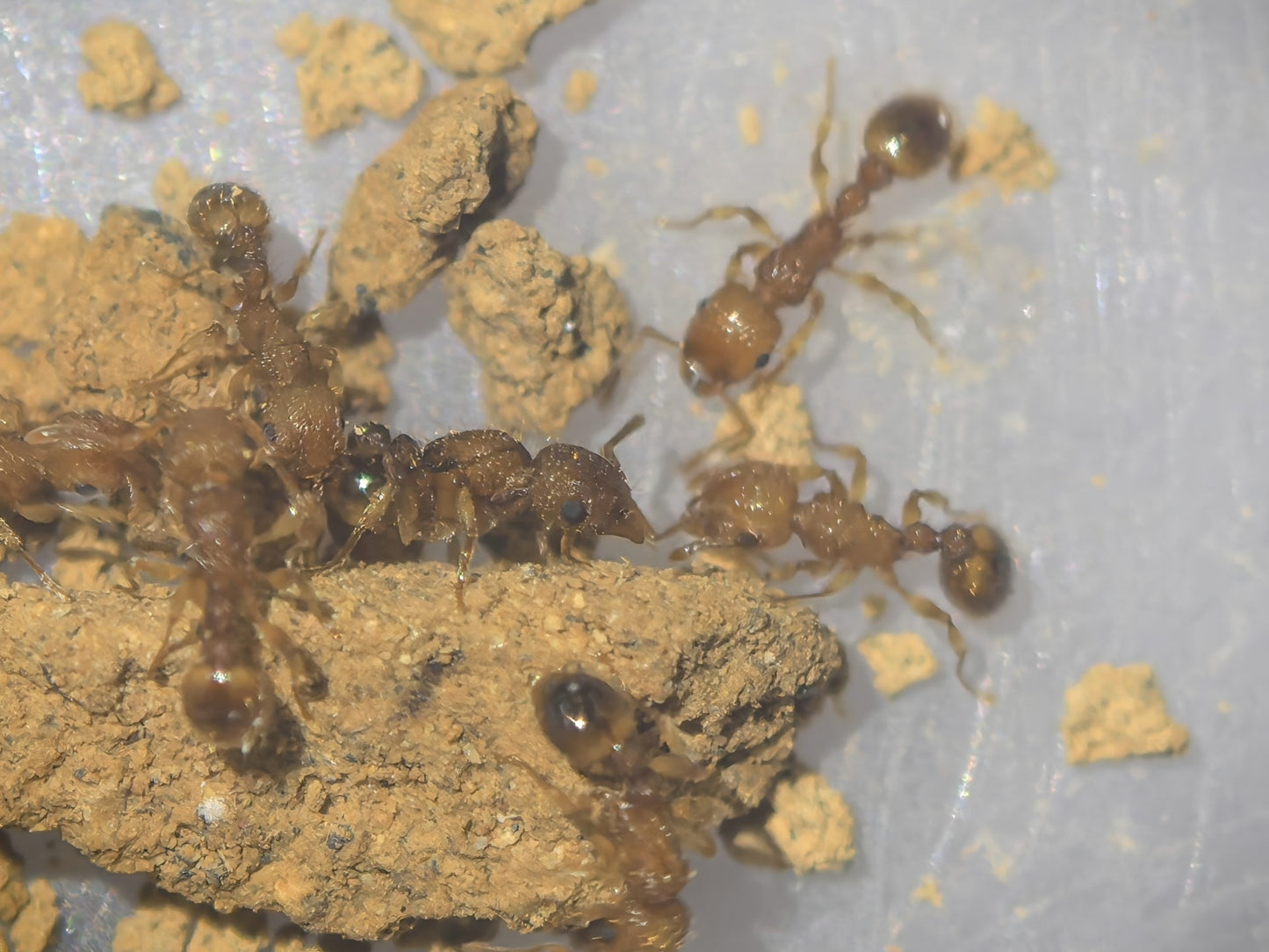 Tetramorium simillimum (相似铺道蚁, 台湾地区：相似皱蚁)