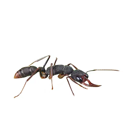 Harpegnathos venator（猎镰猛蚁）