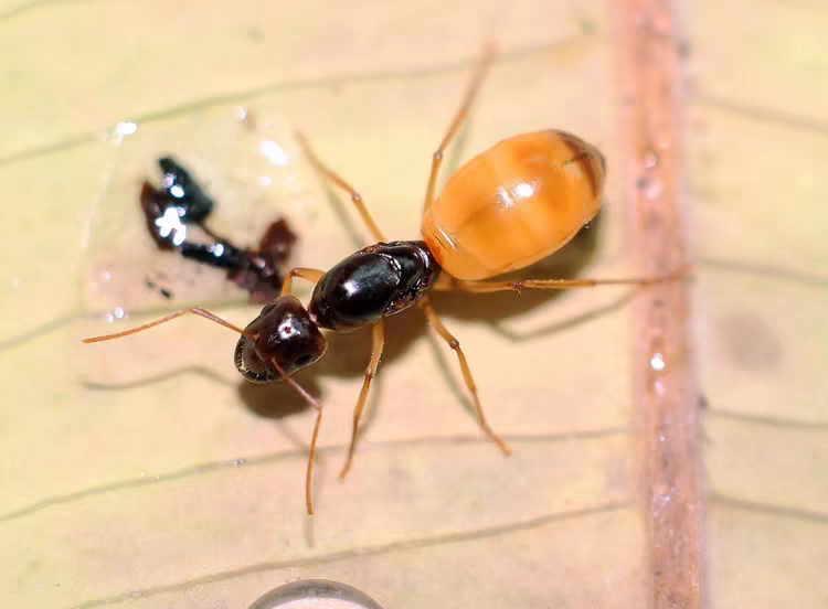 Camponotus fedtschenkoi（费氏弓背蚁）