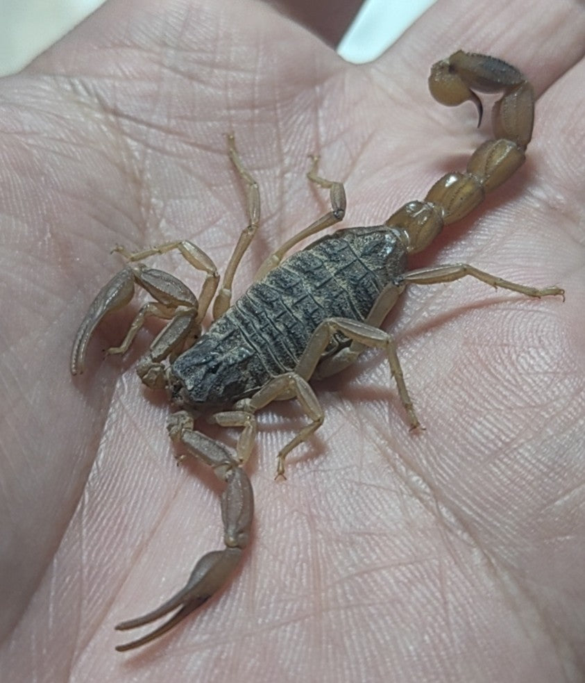 Mesobuthus martensii（东亚钳蝎）