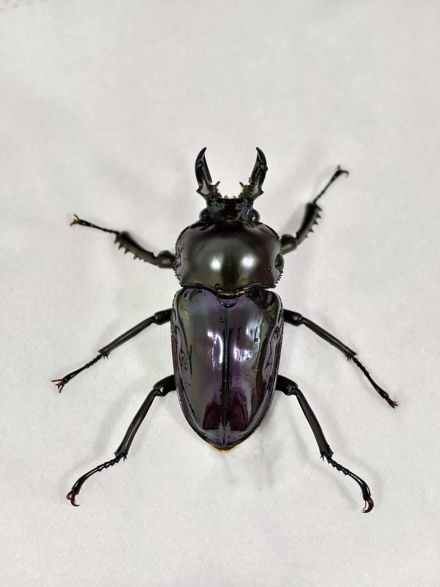Phalacrognathus muelleri（彩虹锹甲）