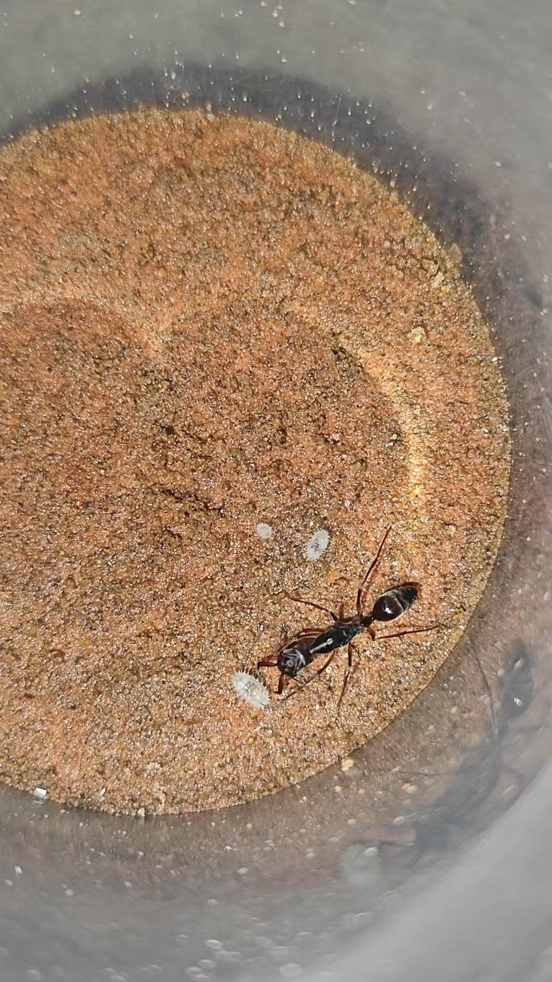 Odontomachus granatus（粒纹大齿猛蚁）