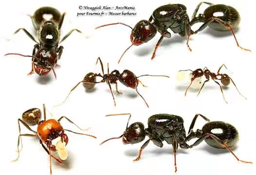 Messor structor（工匠收获蚁）