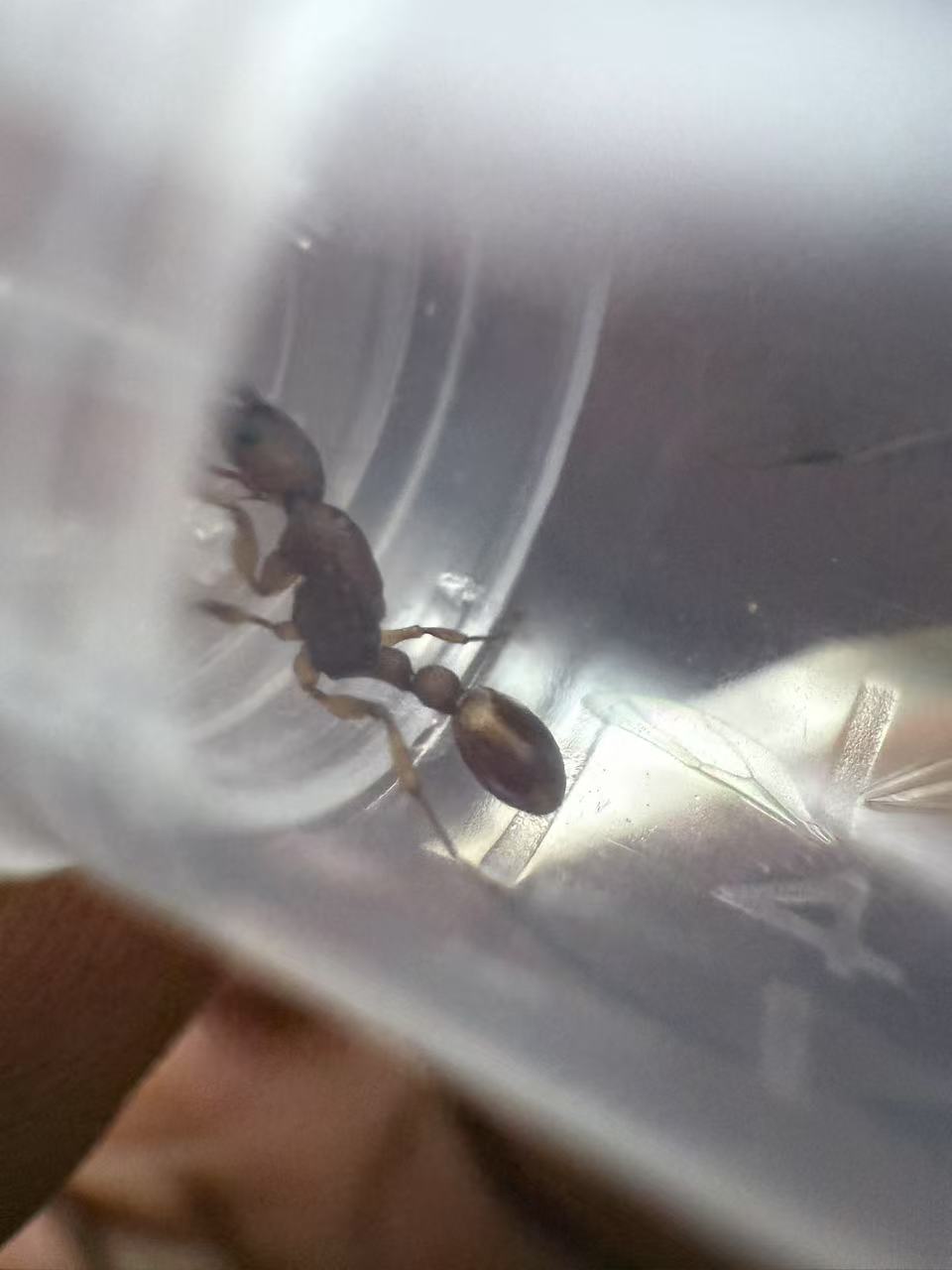 Paratopula ceylonica（锡兰华丽蚁）