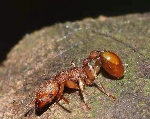 Paratopula ceylonica（锡兰华丽蚁）