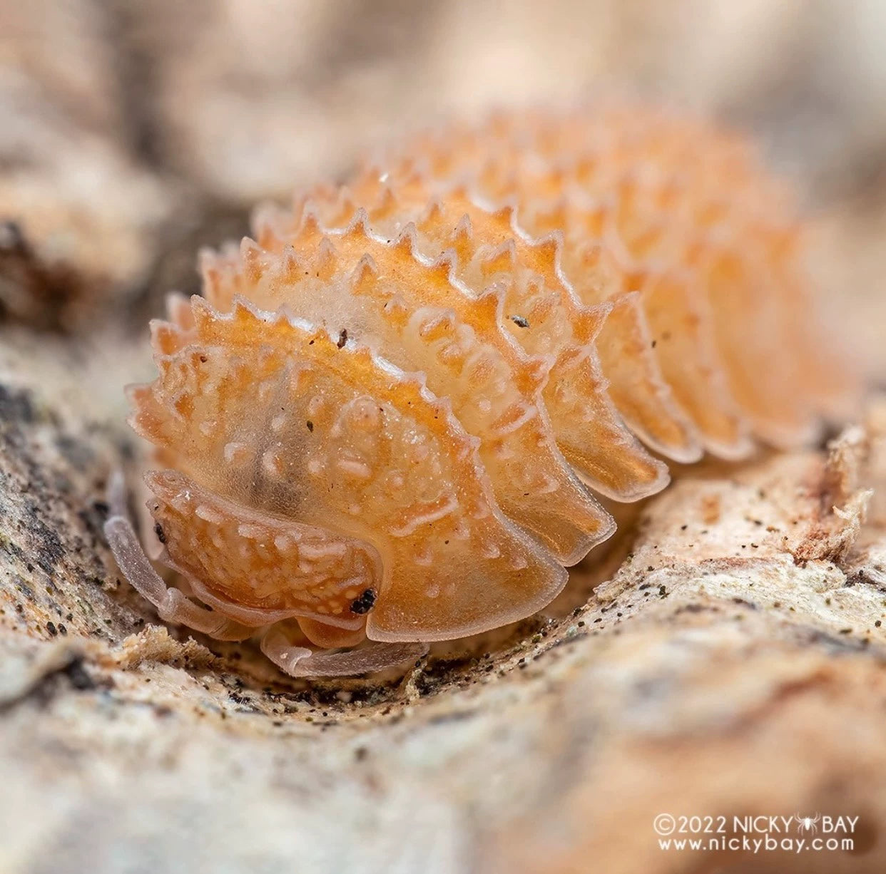 Porcellio