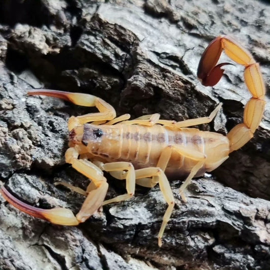 Tityus serrulatus（金幽灵蝎）