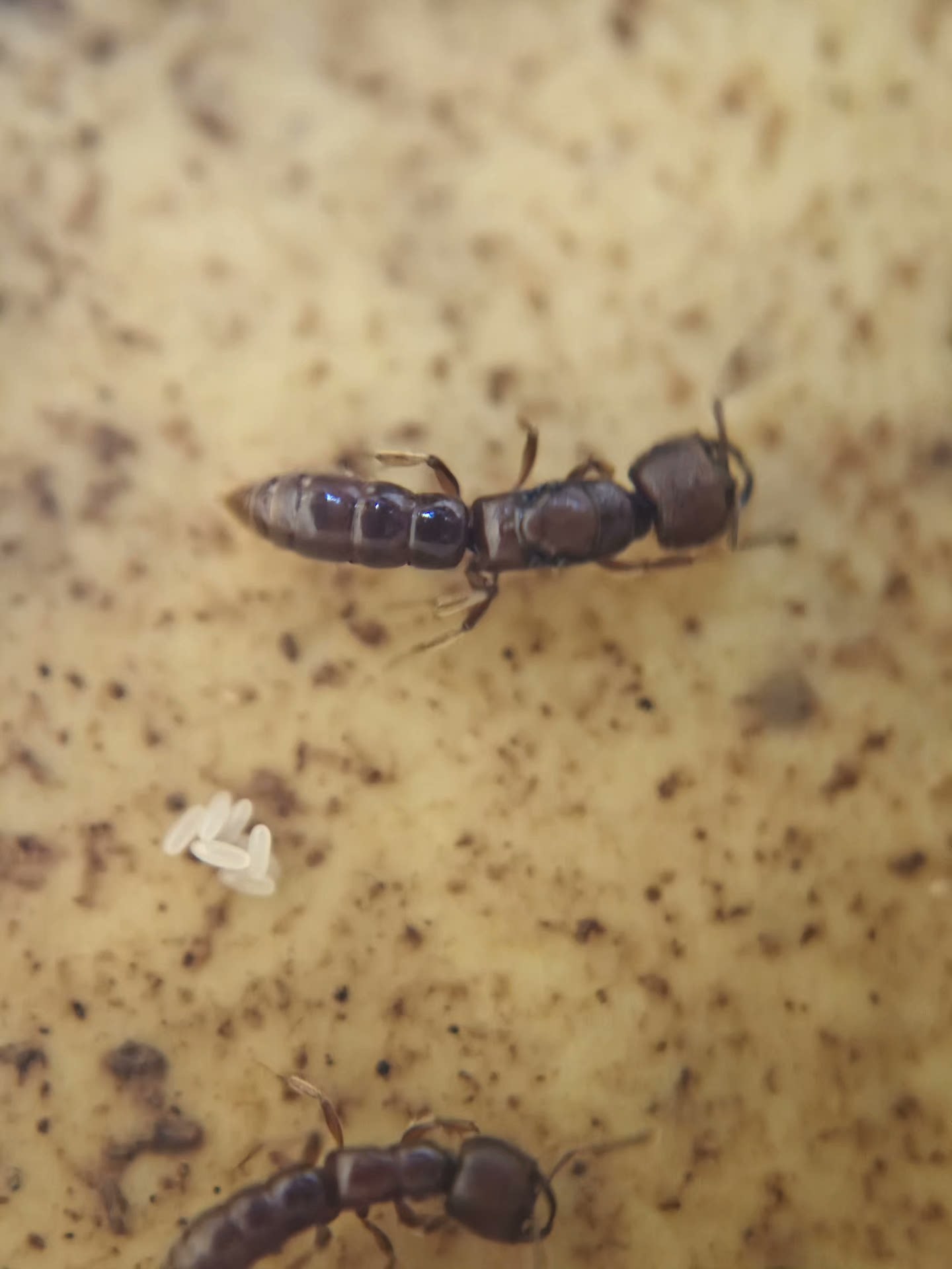 Stigmatomma bruni (布农点猛蚁)