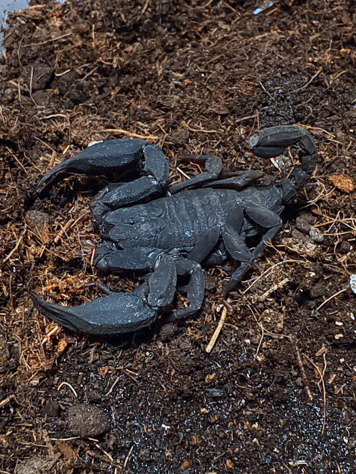 Scorpiops validus（云南扁石蝎）