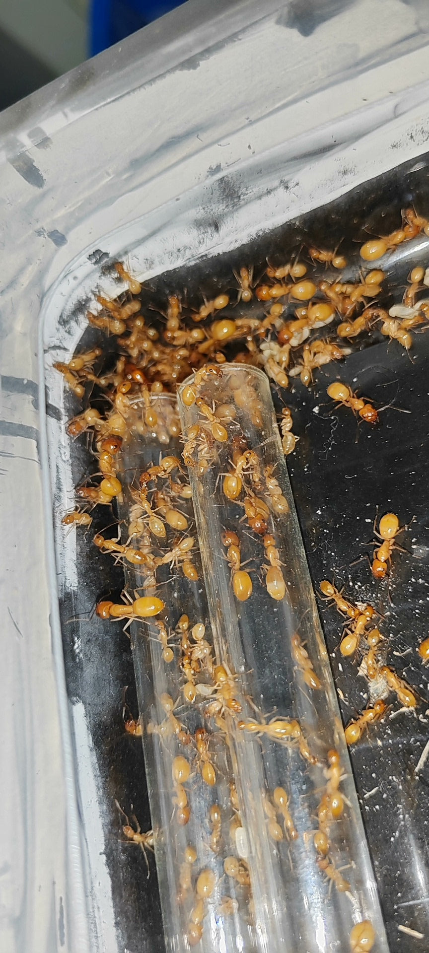 Camponotus turkestanus (中亚弓背蚁)