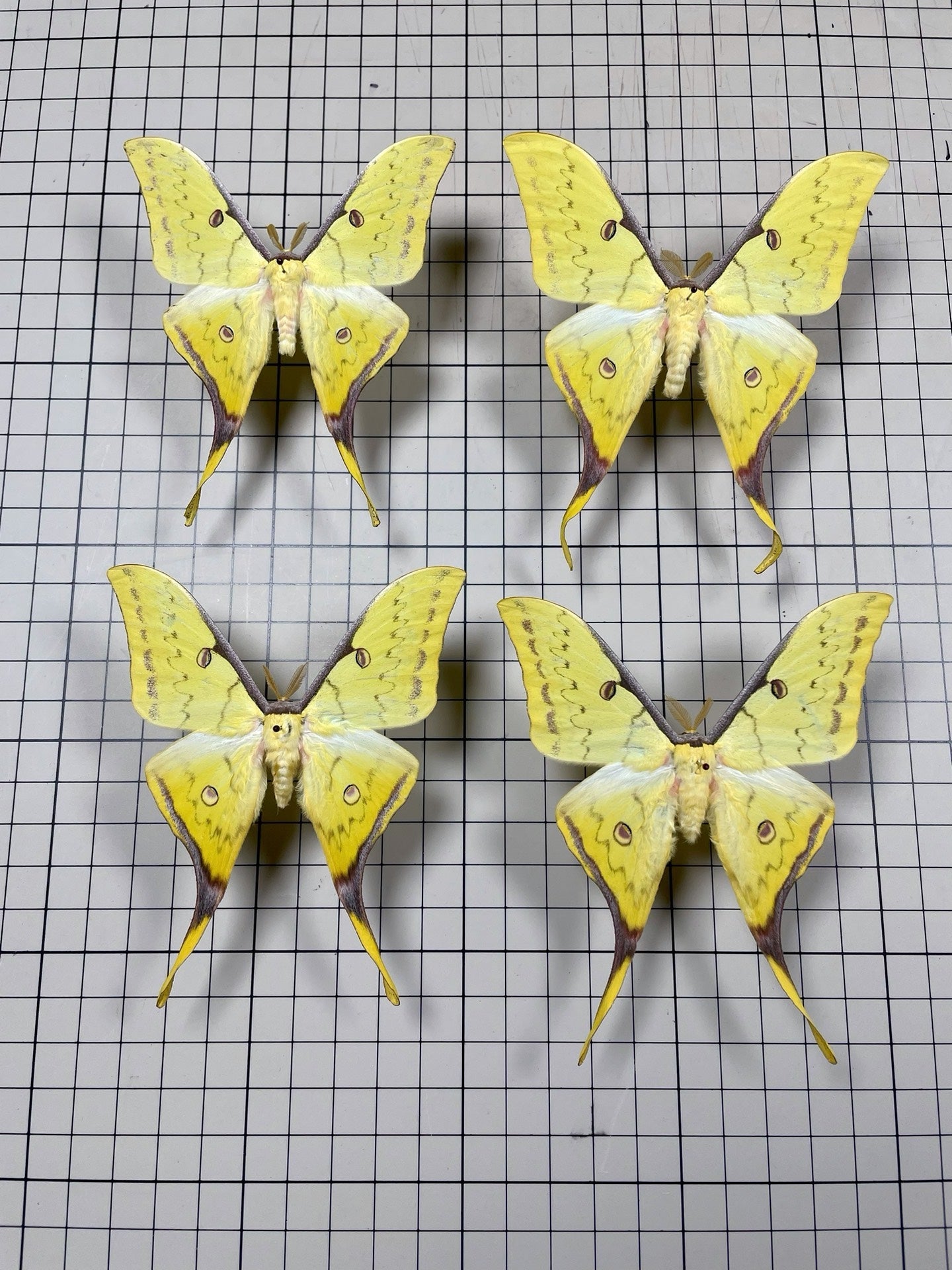 Actias sinensis华尾大蚕蛾