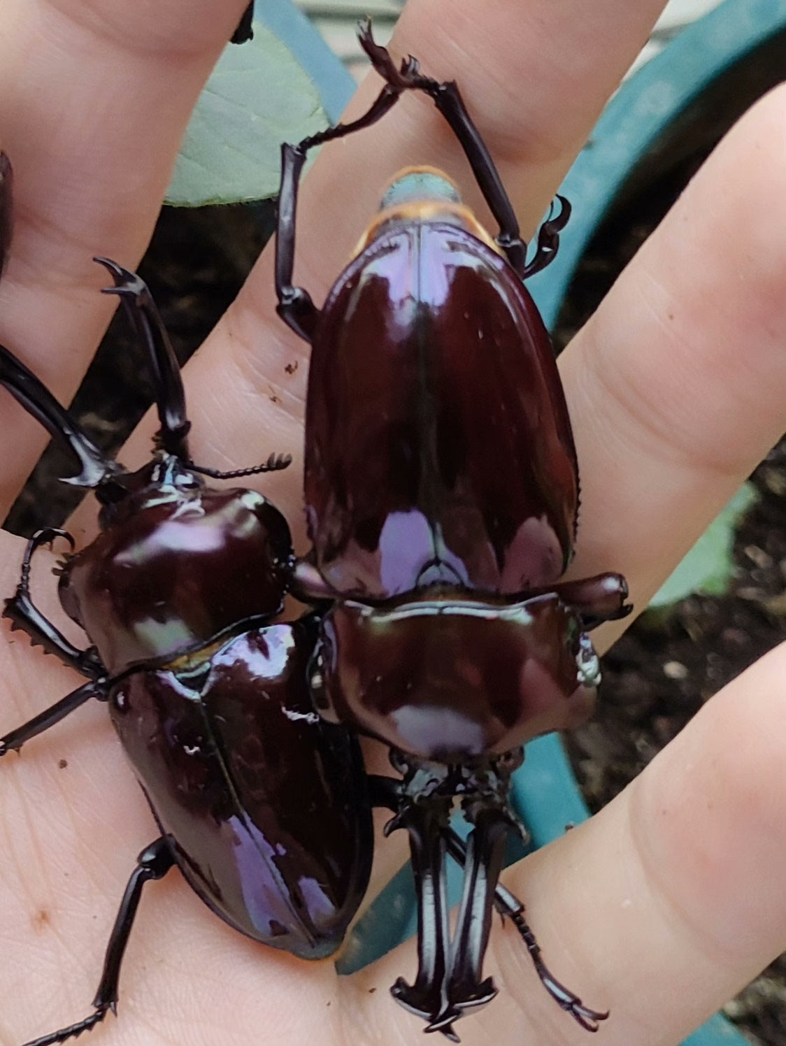 Phalacrognathus muelleri（彩虹锹甲）