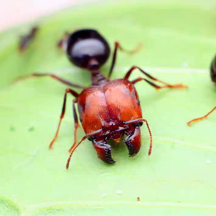 Carebara diversa（全异盲切叶蚁）