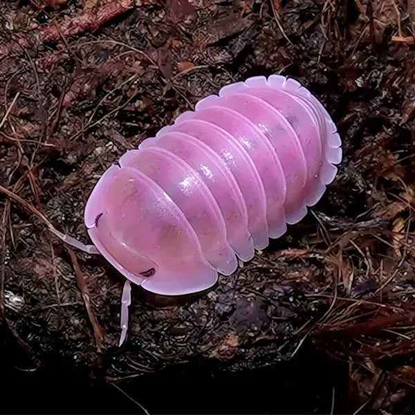 Porcellio