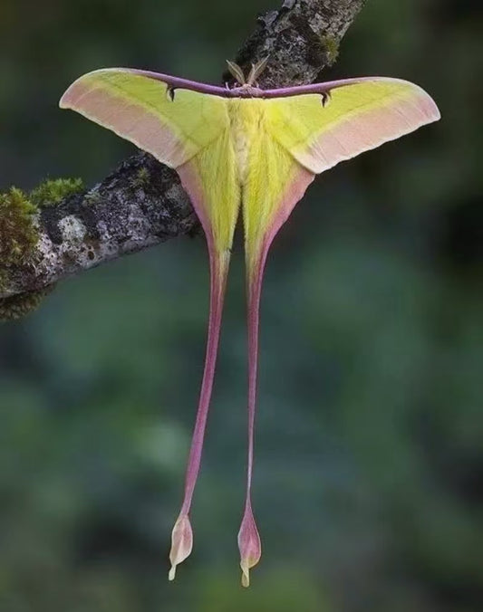 Actias dubernardi（长尾大蚕蛾）