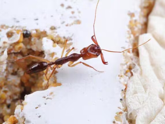 Odontomachus rixosus（争吵大齿猛蚁）