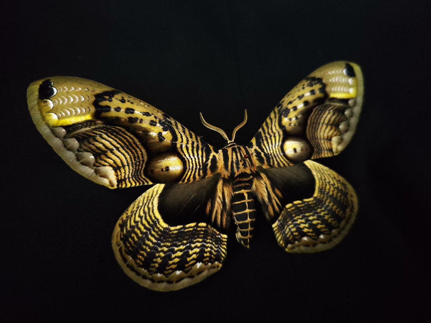 Brahmaea wallichii（枯球箩纹蛾）