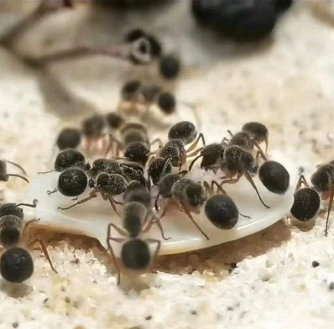 Echinopla cherapunjiensis (乞拉朋齐海胆蚁)