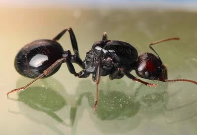 Messor structor（工匠收获蚁）