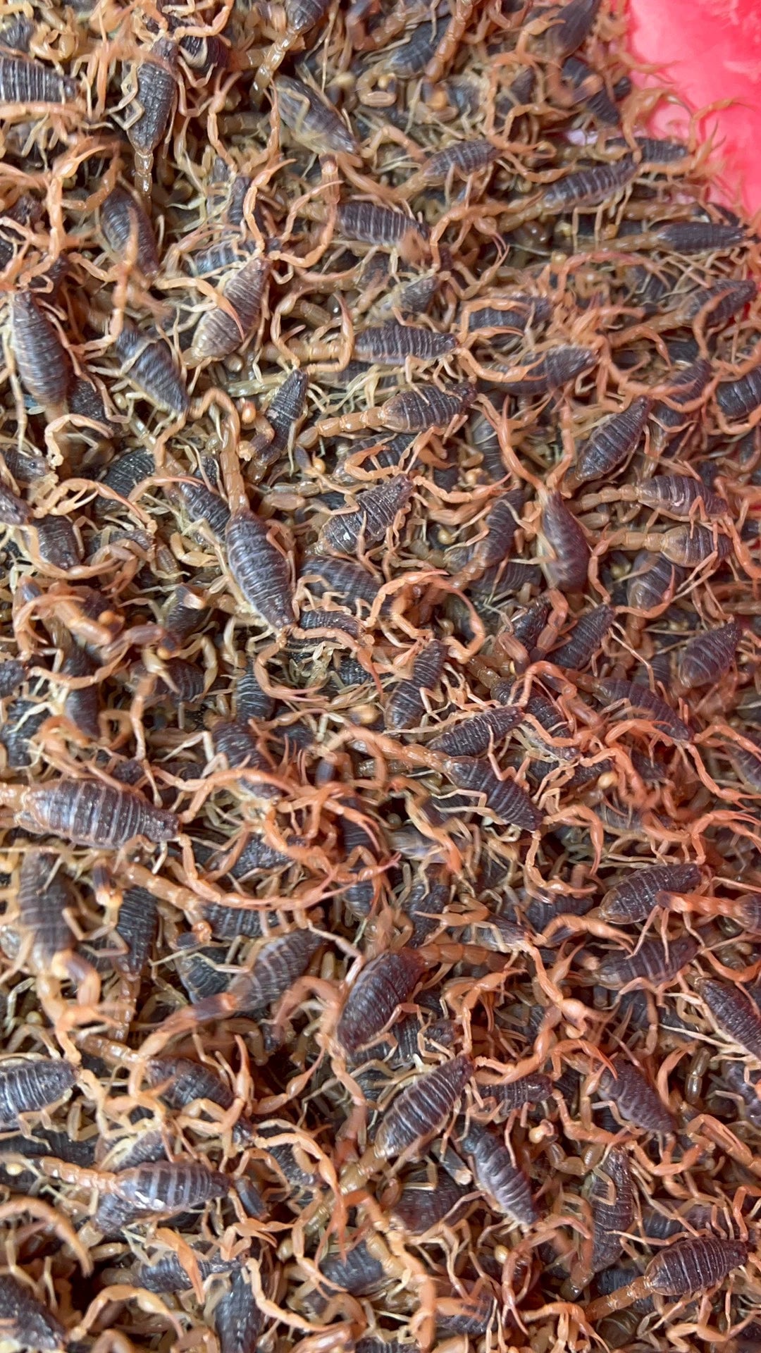 Scorpio（沂蒙十足全蝎）