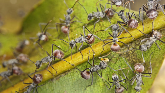 Polyrhachis rubigastrica (红腹多刺蚁)