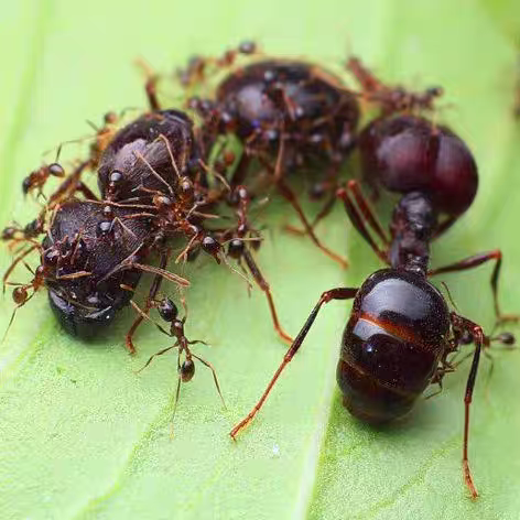 Carebara diversa（全异盲切叶蚁）