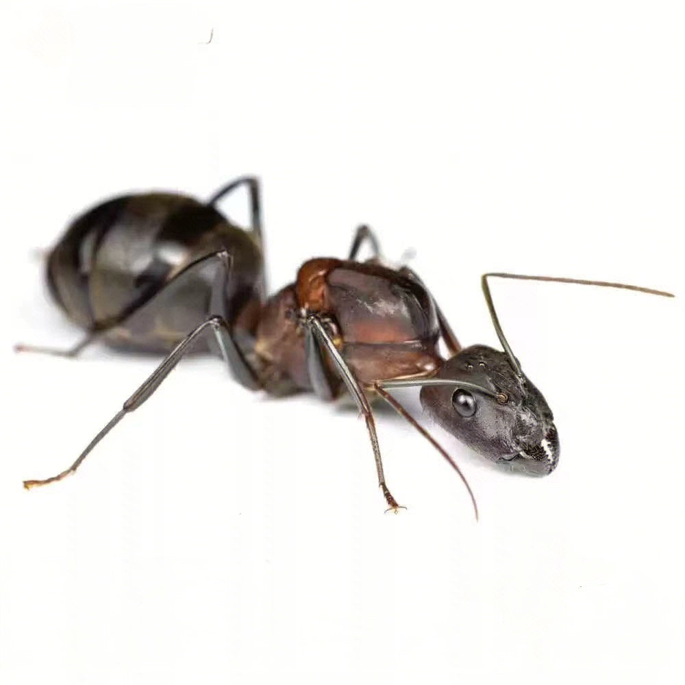 Camponotus angusticollis (窄颈弓背蚁)