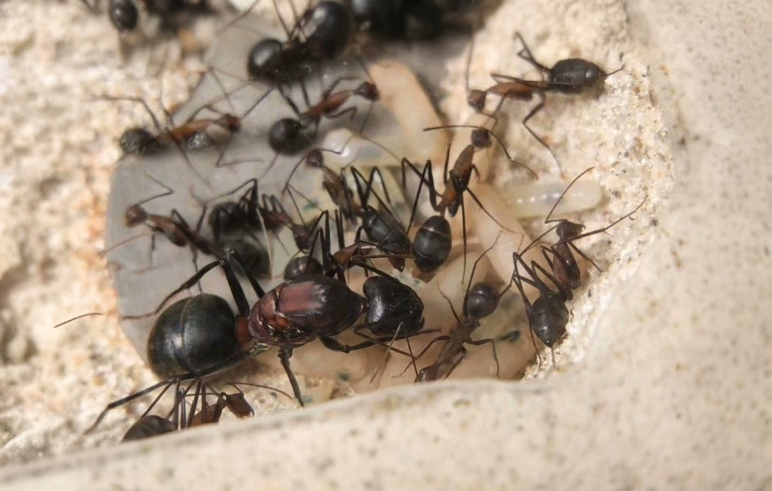 Camponotus angusticollis (窄颈弓背蚁)