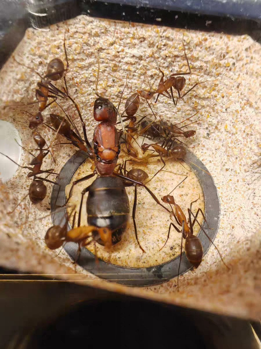 Camponotus angusticollis (窄颈弓背蚁)