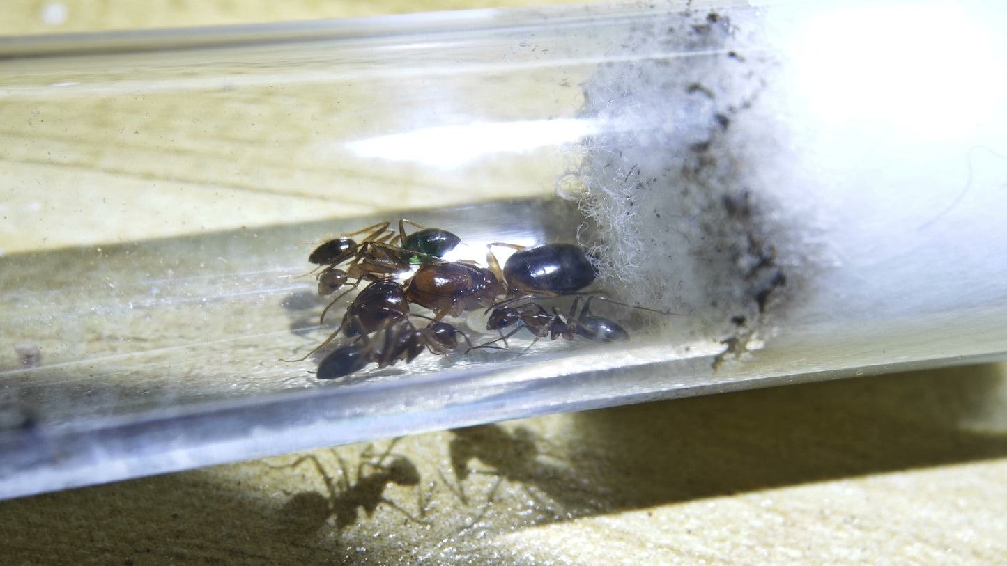 Camponotus pseudoirritans (拟光腹弓背蚁)