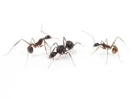 Aphaenogaster feae (费氏盘腹蚁)