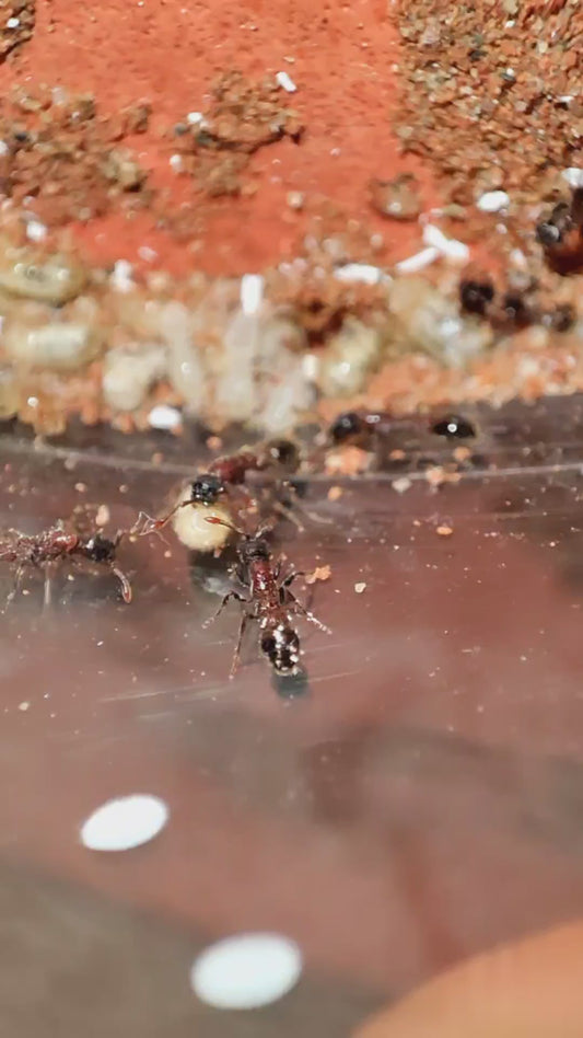 Lioponera longitarsus (长跗滑蚁)