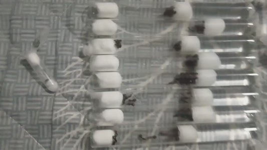 Solenopsis invicta (红火蚁)