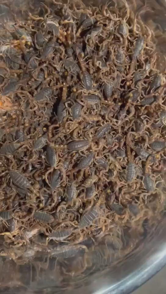 Scorpio（沂蒙十足全蝎）