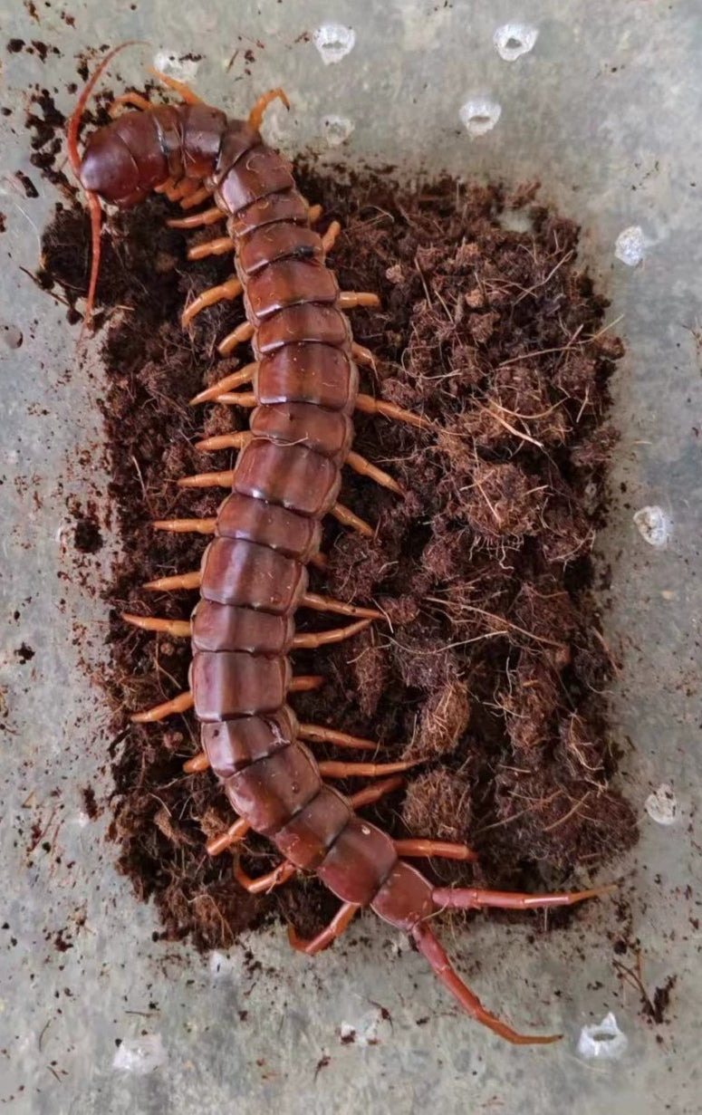 Scolopendra subspinipes dehaani（红龙）