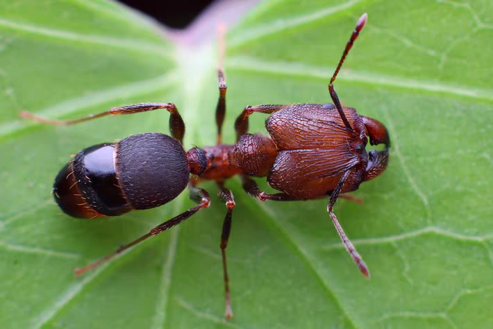 Pheidole yeensis（伊大头蚁）