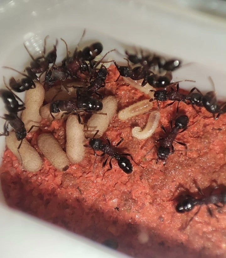 Gnamptogenys bicolor（双色曲颚猛蚁）