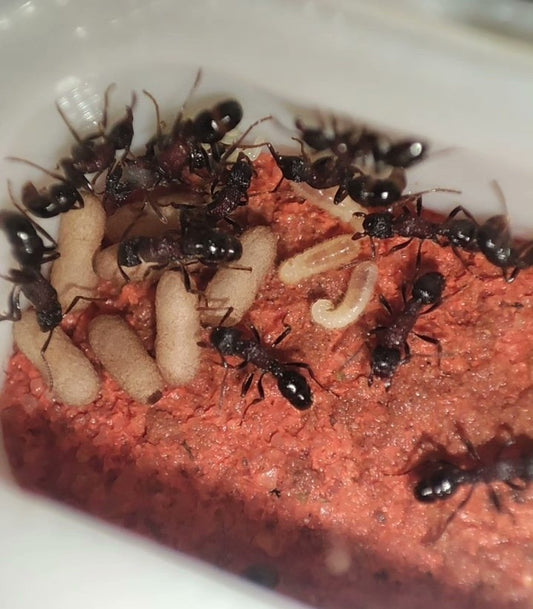 Gnamptogenys bicolor（双色曲颚猛蚁）