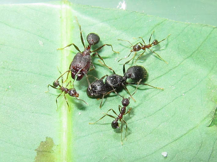 Pheidole yeensis（伊大头蚁）