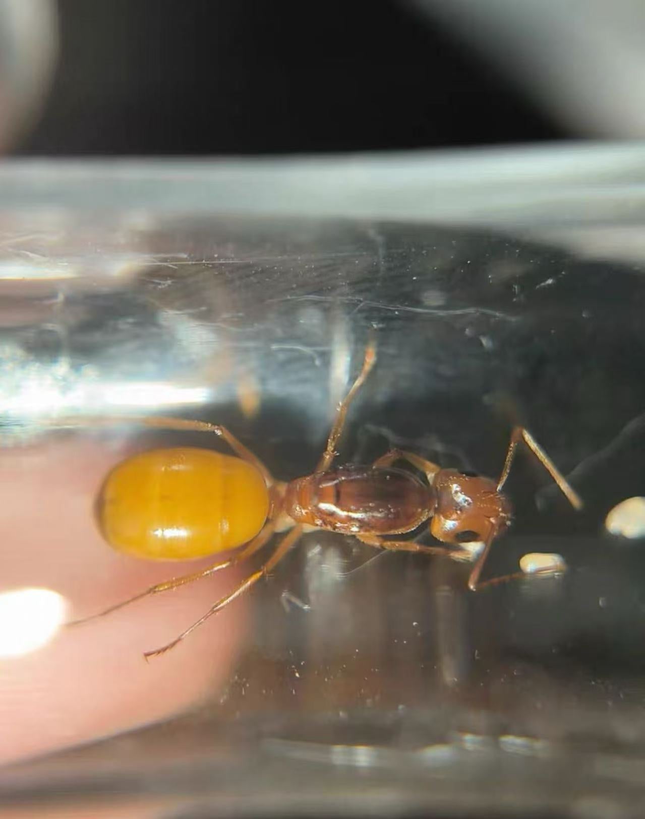 Camponotus fedtschenkoi（费氏弓背蚁）