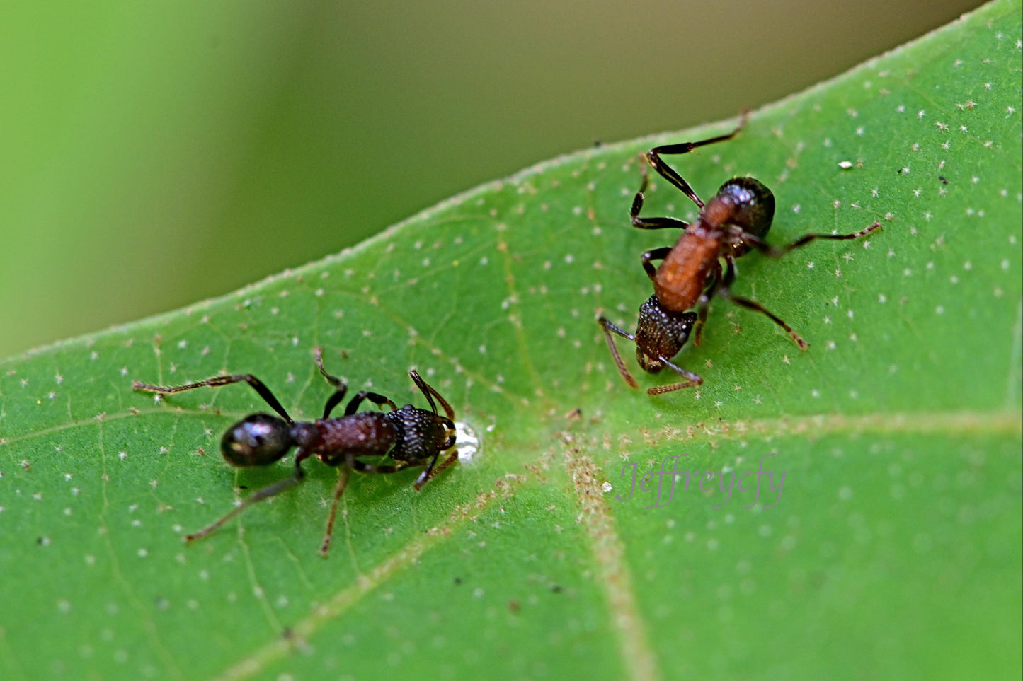 Gnamptogenys bicolor（双色曲颚猛蚁）