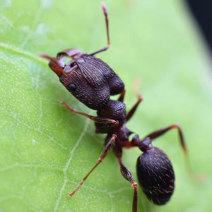 Pheidole yeensis（伊大头蚁）