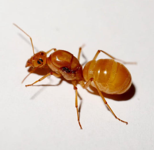 Myrmecocystus mexicanus(墨西哥蜜罐蚁)