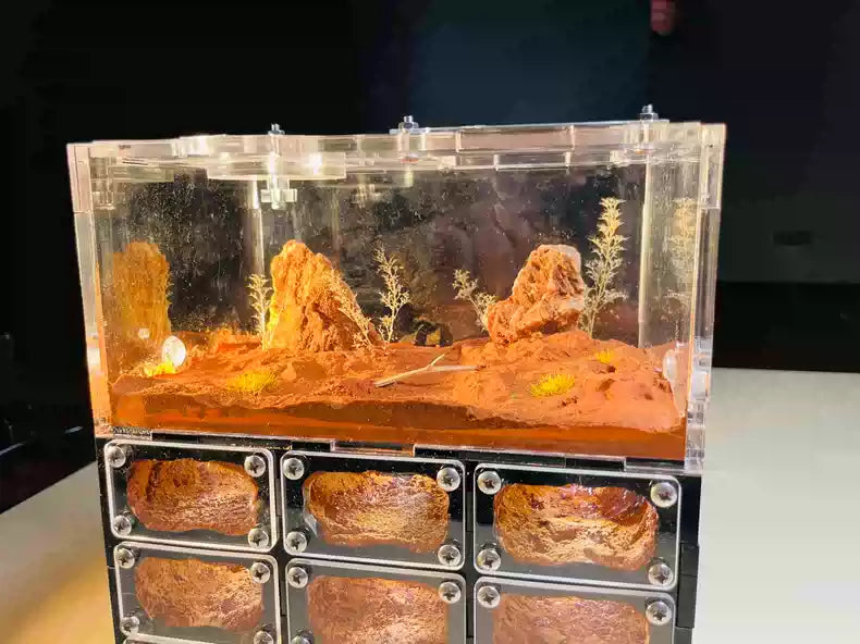 Honeypot Ant Nest