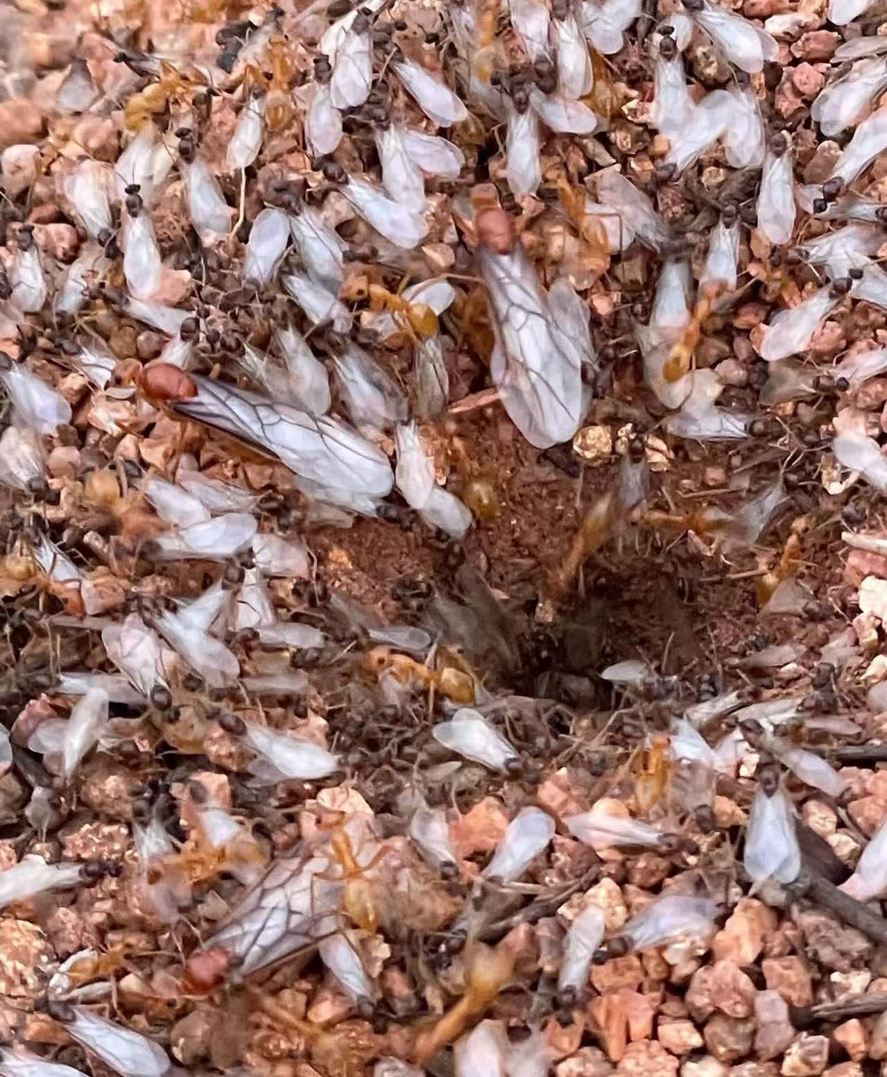 Myrmecocystus mexicanus(墨西哥蜜罐蚁)