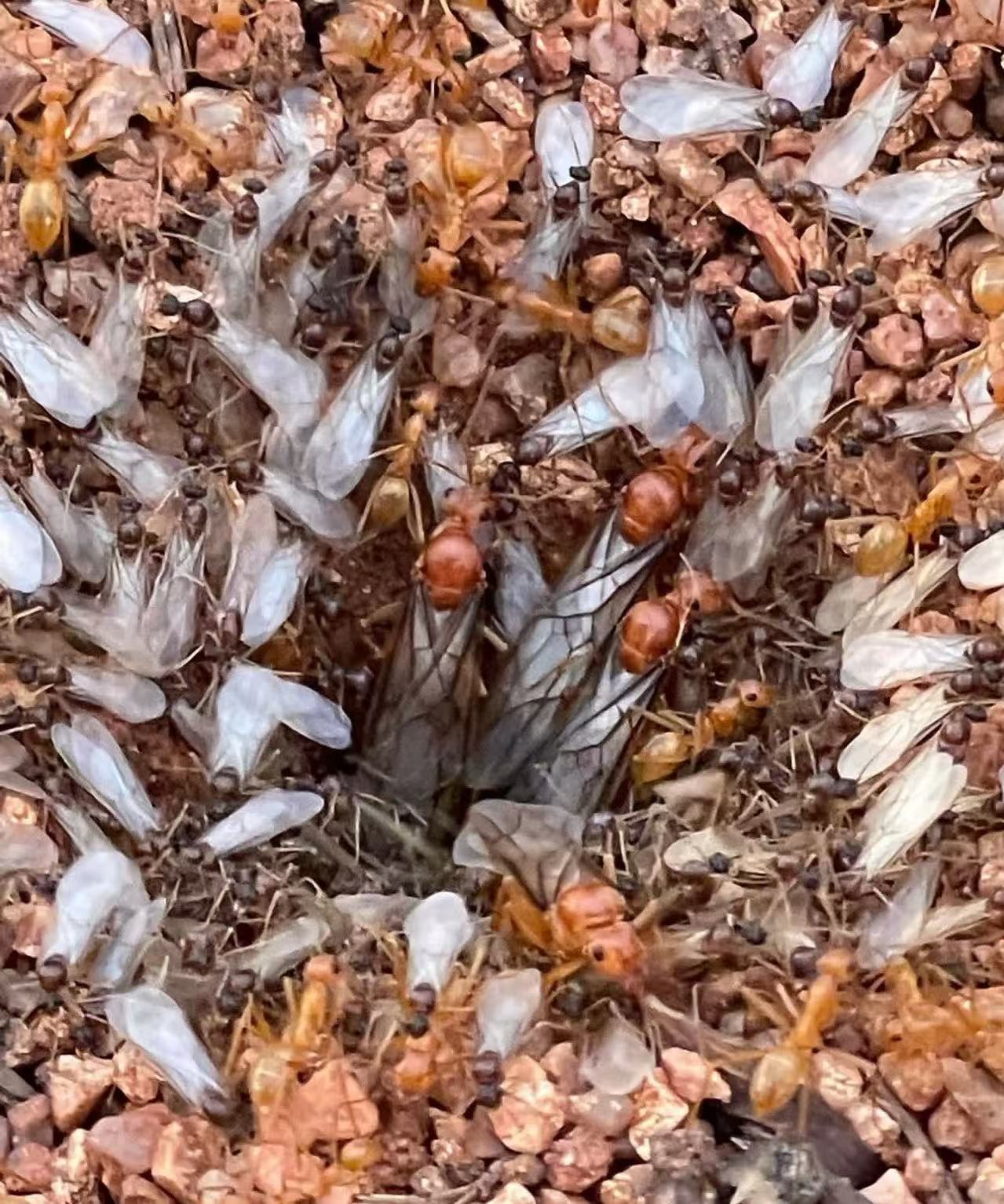 Myrmecocystus mexicanus(墨西哥蜜罐蚁)