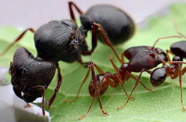 Pheidole sinica (中华大头蚁)