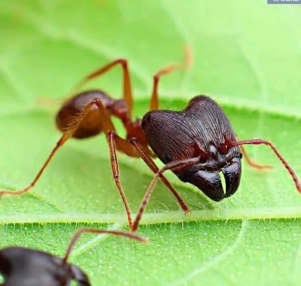 Pheidole sinica (中华大头蚁)